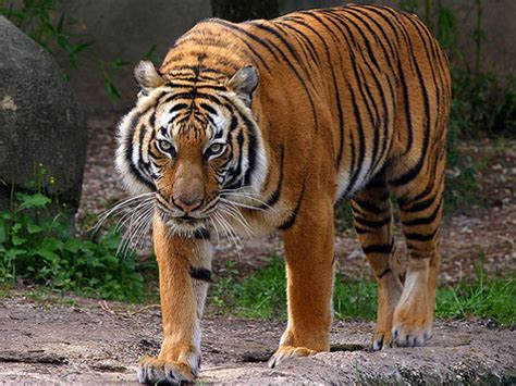 indochinese tiger diet
